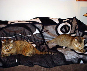 the miho blankets should be in the store today! the miho blankets should be in the store today!